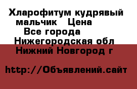 Хларофитум кудрявый мальчик › Цена ­ 30 - Все города  »    . Нижегородская обл.,Нижний Новгород г.